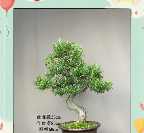 罗汉松开花时间的探究（罗汉松开花季节、环境与天气的影响）