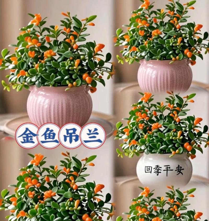 探究吊兰的生长习性（喜水植物的特点及其适宜环境）
