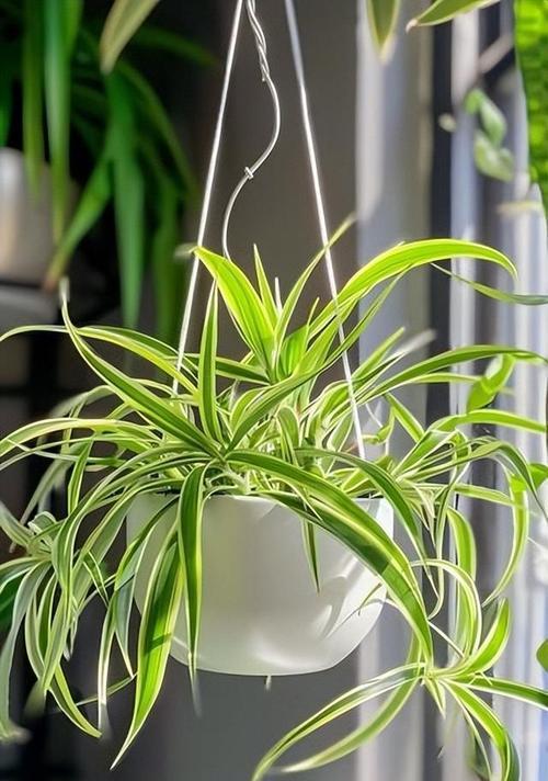 探究吊兰的生长习性（喜水植物的特点及其适宜环境）