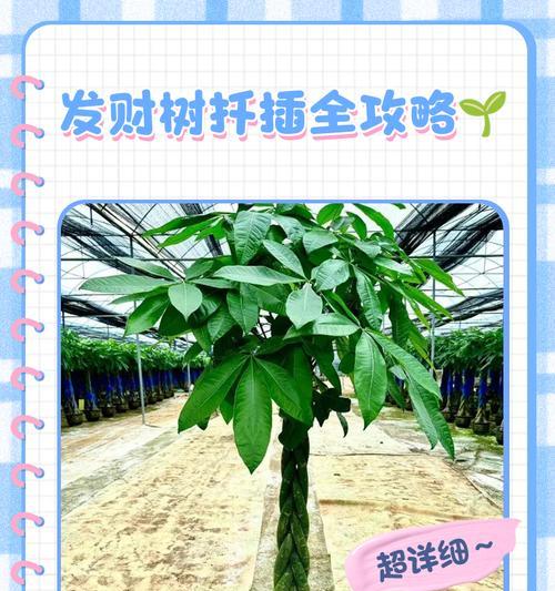 如何选择最佳扦插时间？——巧妙掌握巴西树栽培技巧（掌握巴西树的扦插要点，让你轻松迎接春天）