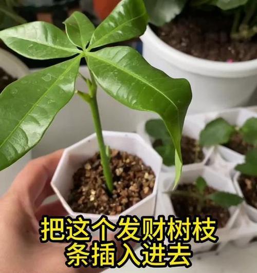 如何选择最佳扦插时间？——巧妙掌握巴西树栽培技巧（掌握巴西树的扦插要点，让你轻松迎接春天）