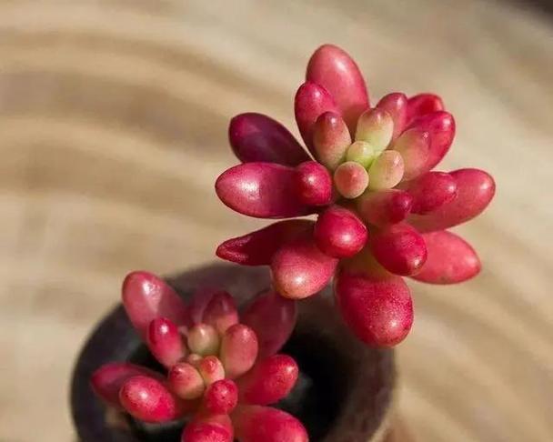 姜荷花喜阳还是喜阴？（破解姜荷花种植难题，了解喜阳喜阴秘密）