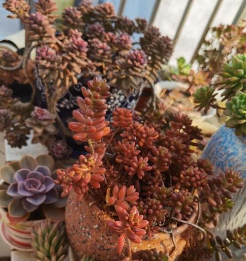 姜荷花喜阳还是喜阴？（破解姜荷花种植难题，了解喜阳喜阴秘密）