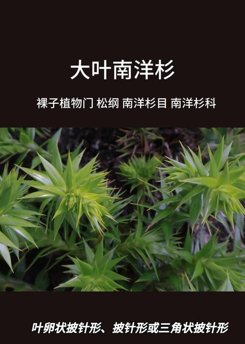 南洋杉（探秘南洋杉的生态特点和栽培技巧）