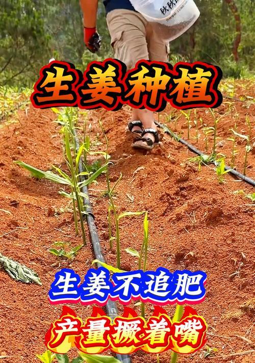 生姜追肥高产技巧（科学施肥，提高产量）
