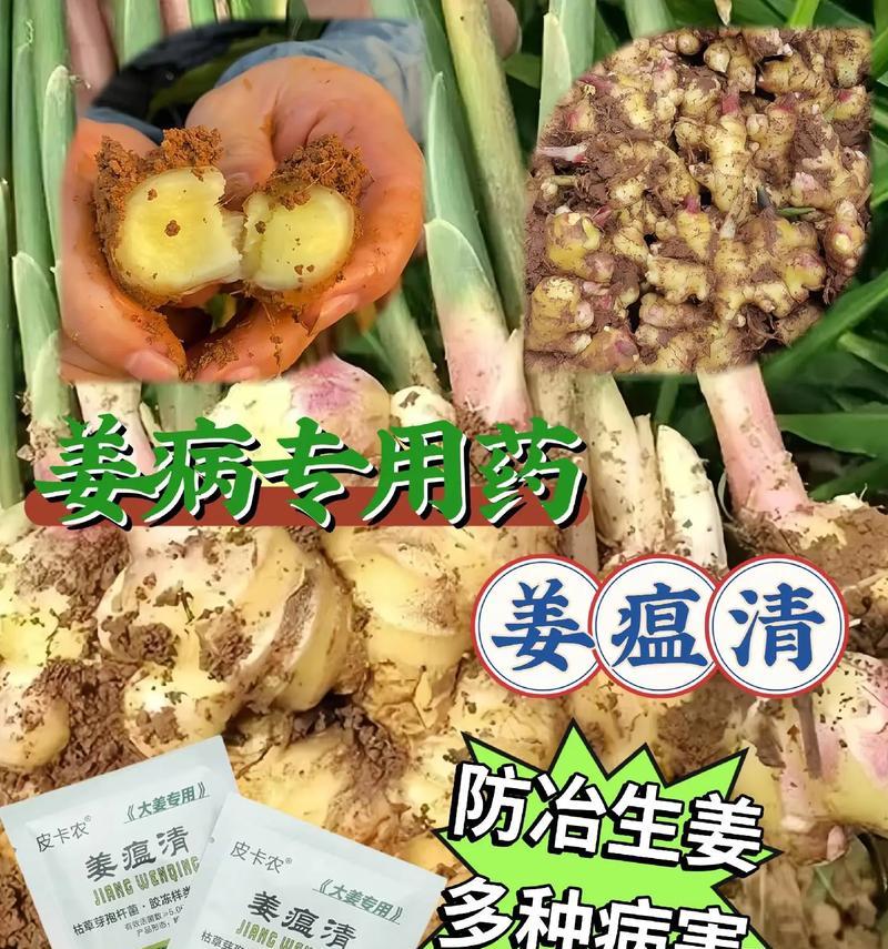 生姜追肥高产技巧（科学施肥，提高产量）