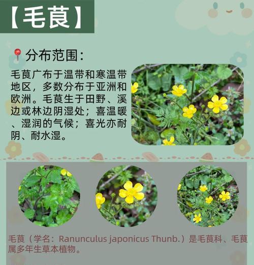 轻松养护毛茛花，让家庭更加美丽（毛茛花的种植与养护全攻略）