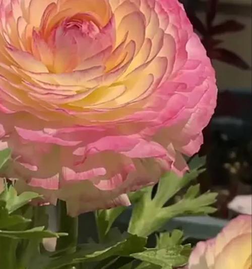 轻松养护毛茛花，让家庭更加美丽（毛茛花的种植与养护全攻略）