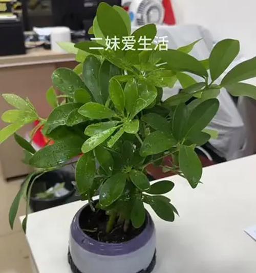 打造财源滚滚的八方来财养殖方法（掌握关键技巧，让财运不断涌现）