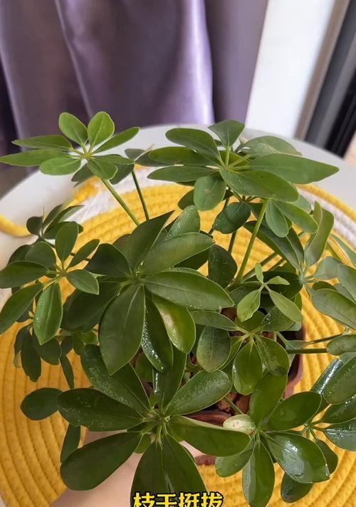 打造财源滚滚的八方来财养殖方法（掌握关键技巧，让财运不断涌现）