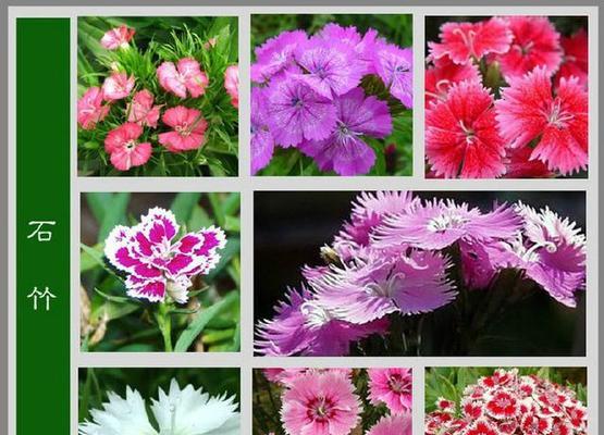 如何正确种植节瓜？（时间、方法、关键点一网打尽）