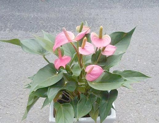 粉掌分株方法详解（一株变多株株茁壮）