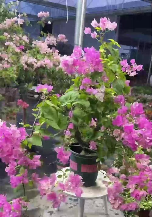 兰花换盆后的浇水技巧（如何正确浇水，让兰花茁壮成长）