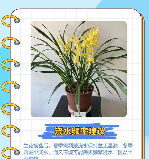兰花换盆后的浇水技巧（如何正确浇水，让兰花茁壮成长）