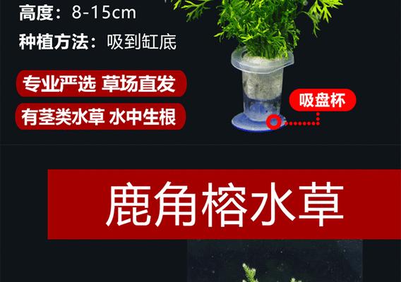 水草绿菊的养殖方法详解（打造清新美丽的水下世界，养护水草绿菊的秘诀）