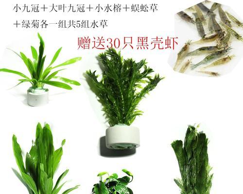 水草绿菊的养殖方法详解（打造清新美丽的水下世界，养护水草绿菊的秘诀）