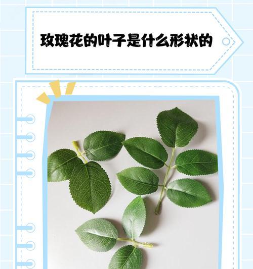 玫瑰生长的条件和特性（了解玫瑰喜好，打造理想生长环境）