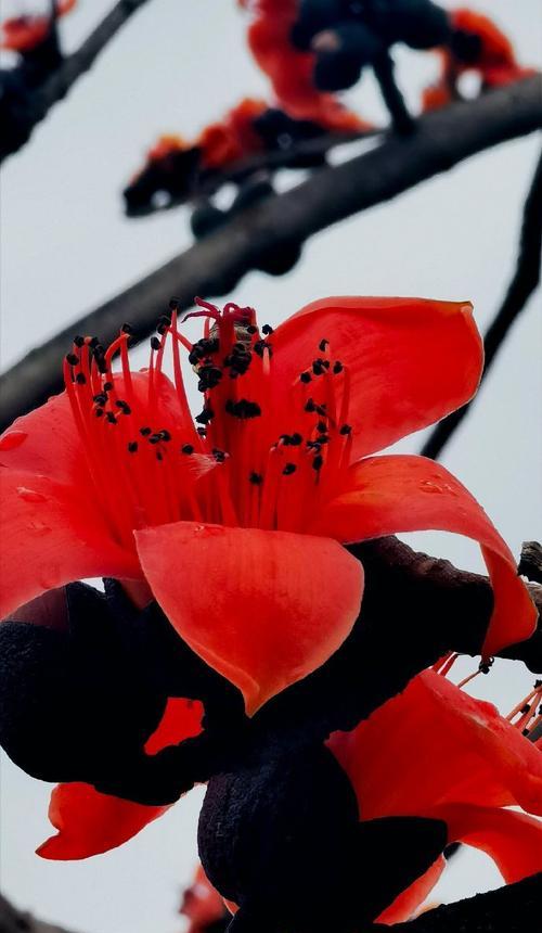 木棉花的美丽与神秘（探索木棉花的花形、颜色、芳香、生长环境、传说及文化意义）