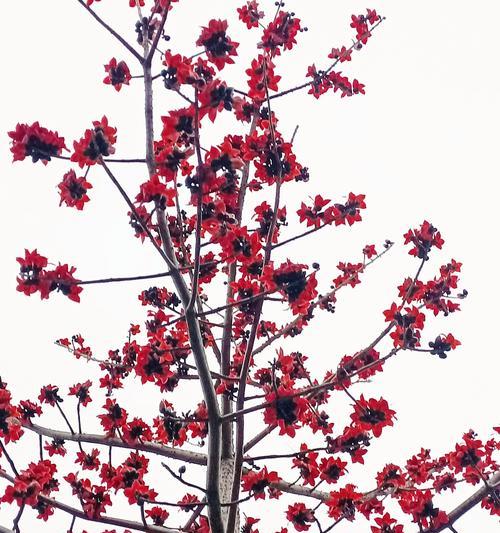 木棉花的美丽与神秘（探索木棉花的花形、颜色、芳香、生长环境、传说及文化意义）