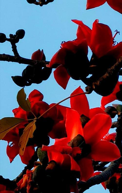 木棉花的美丽与神秘（探索木棉花的花形、颜色、芳香、生长环境、传说及文化意义）