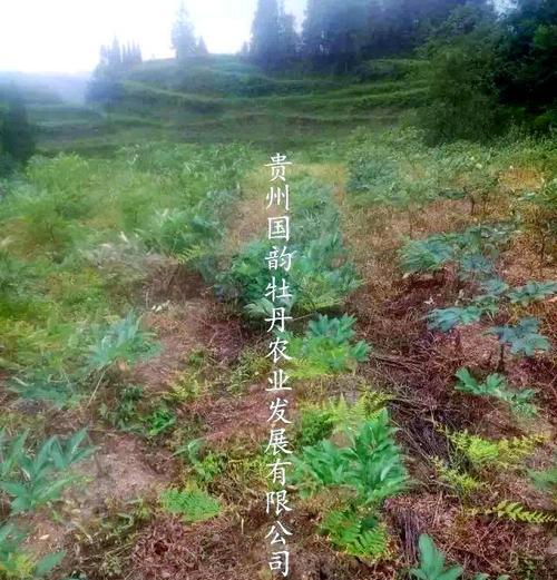 油牡丹的种植技巧（适合种植的地方与注意事项）