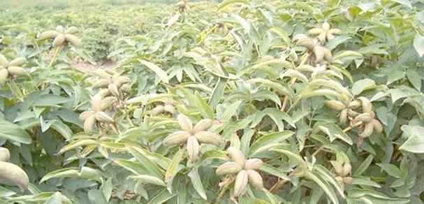 油牡丹的种植技巧（适合种植的地方与注意事项）