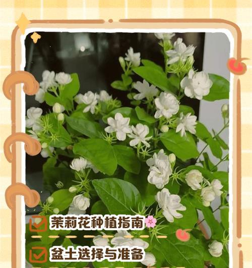 双色茉莉不怕晒？揭秘真相！（双色茉莉的生长特点和适应环境）