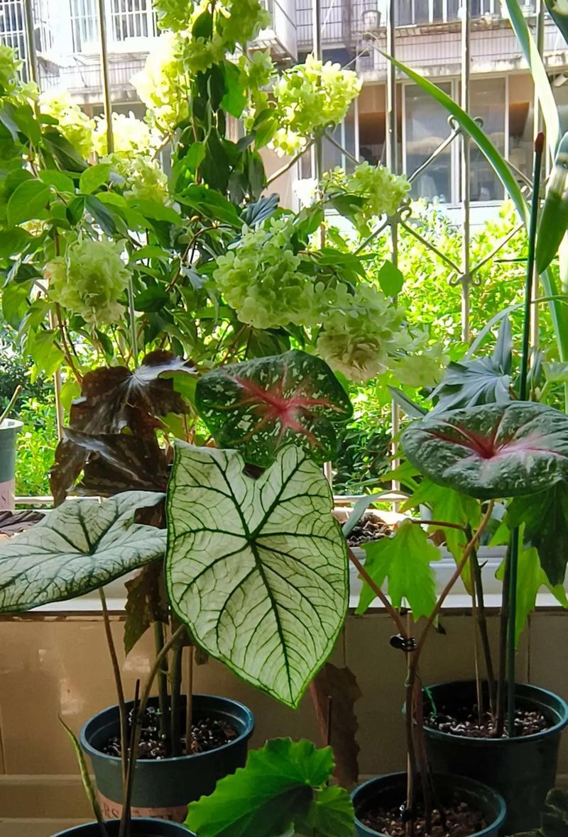 斑叶竹节秋海棠修剪指南（以养护为主，以美观为辅，关注你的花园生长）