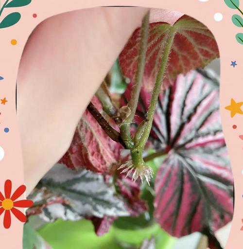 斑叶竹节秋海棠修剪指南（以养护为主，以美观为辅，关注你的花园生长）