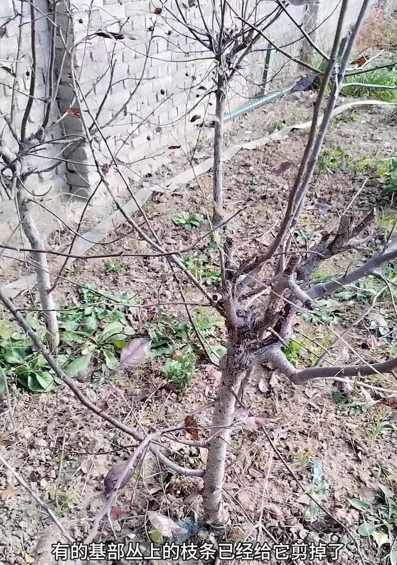 斑叶竹节秋海棠修剪指南（以养护为主，以美观为辅，关注你的花园生长）
