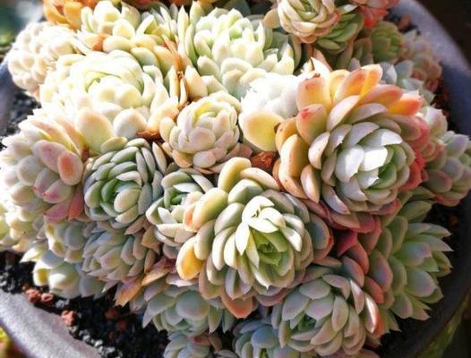 揭秘烟头水的浇花神奇效果（烟头水的制作方法和注意事项）