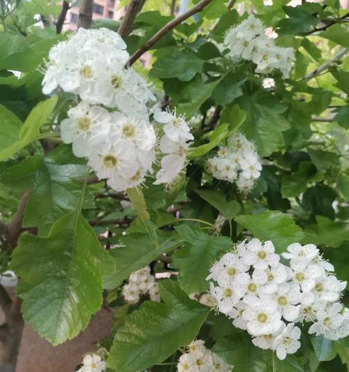 果树开花时浇水的正确方法（果树浇水的频率和方法对开花结果的影响）