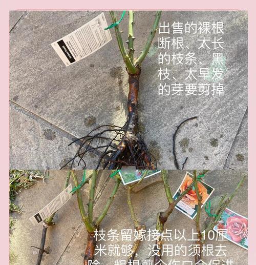 玫瑰扦插的成功关键——生根时间（掌握生根时间，让你轻松种出美丽玫瑰）
