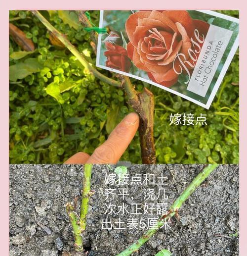 玫瑰扦插的成功关键——生根时间（掌握生根时间，让你轻松种出美丽玫瑰）
