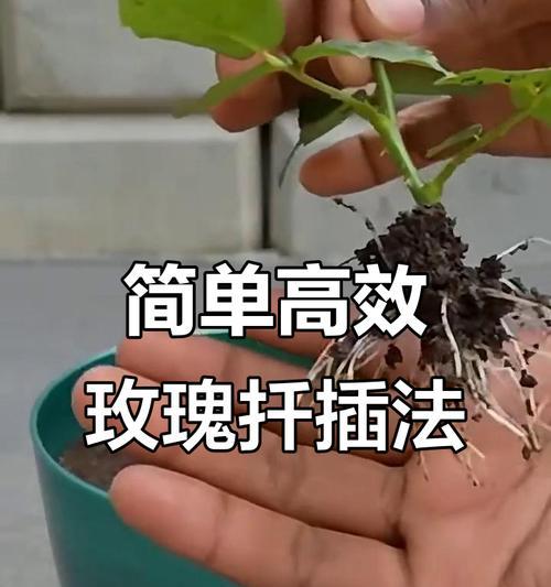 玫瑰扦插的成功关键——生根时间（掌握生根时间，让你轻松种出美丽玫瑰）
