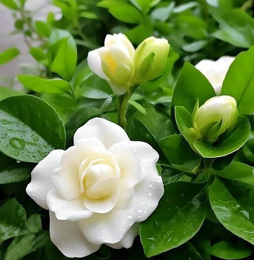 牛奶适合浇什么花？探讨最适合牛奶浇灌的花卉种类（以专家意见为基础，深入研究牛奶浇花的优势和适用范围）