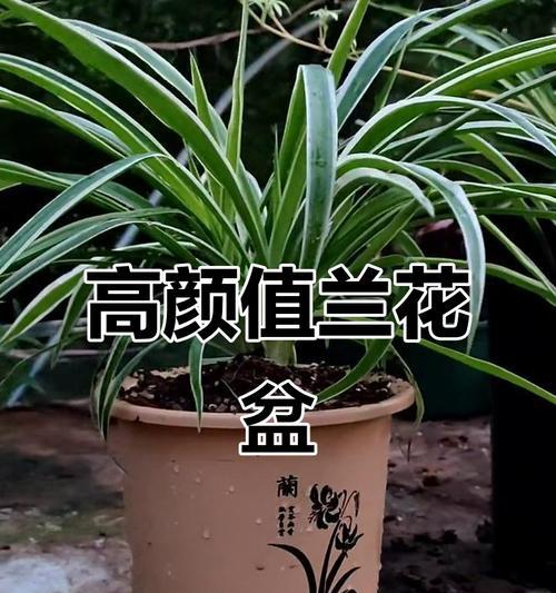 如何选择合适的兰花花盆（美观与实用兼备，打造独特的兰花生态环境）
