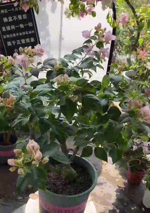 红掌花的浇水方法（浇水频率及水量的要求）