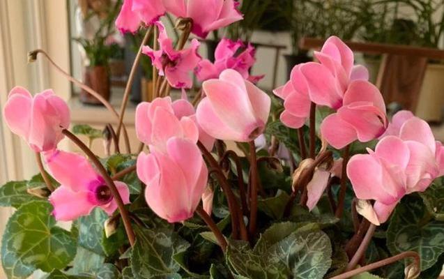 室内养仙客来，让生活更有灵气（室内养仙客来，营造温馨舒适的居家环境）