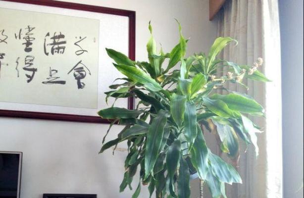 探究巴西木耐寒能否过冬（探索巴西木在寒冷环境中的适应性及养护技巧）