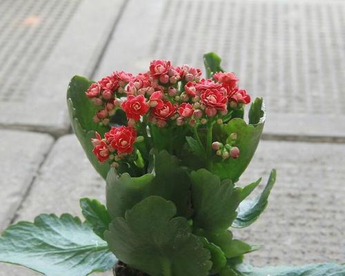 秋冬季节的花卉养殖（为你带来色彩缤纷的室内盆栽）