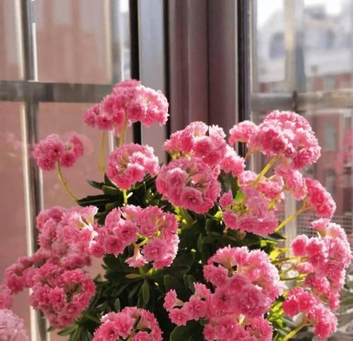 秋冬季节的花卉养殖（为你带来色彩缤纷的室内盆栽）
