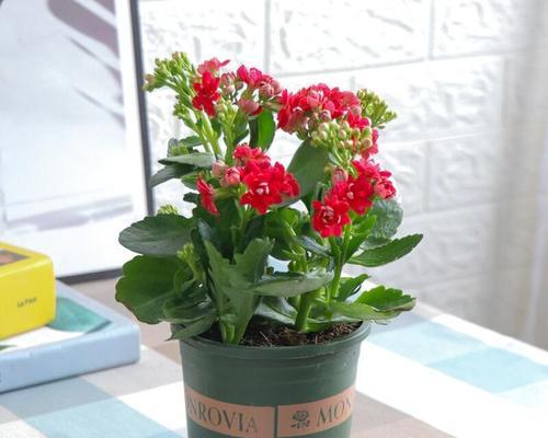 秋冬季节的花卉养殖（为你带来色彩缤纷的室内盆栽）