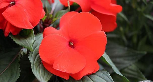 揭秘凤仙花的美丽与神秘（探寻凤仙花的形态、生长环境及药用价值）