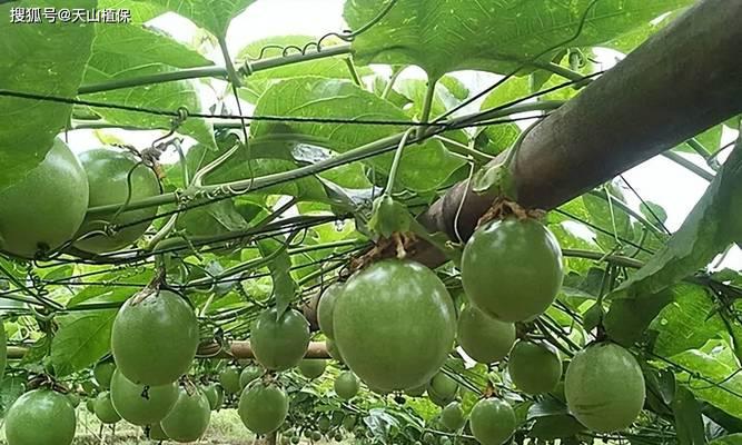 百香果如何选择最佳肥料（了解百香果喜欢的肥料和如何施用）