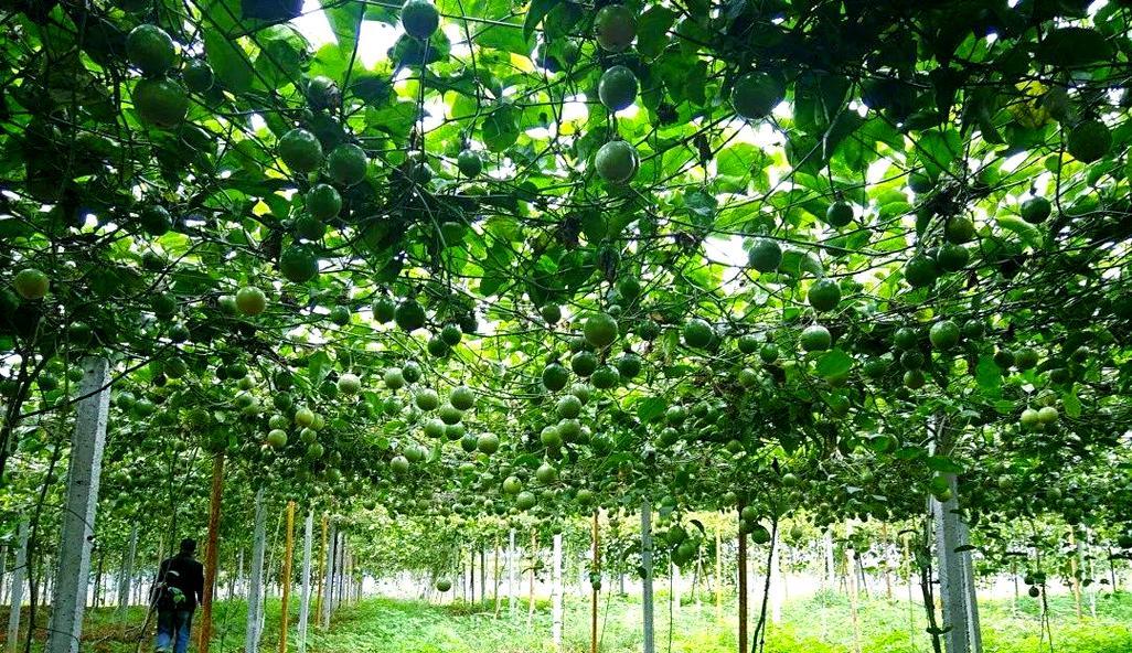 百香果如何选择最佳肥料（了解百香果喜欢的肥料和如何施用）
