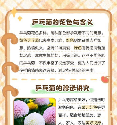 乒乓菊繁殖方法和注意事项（如何让乒乓菊茁壮成长，注意事项不可忽略）