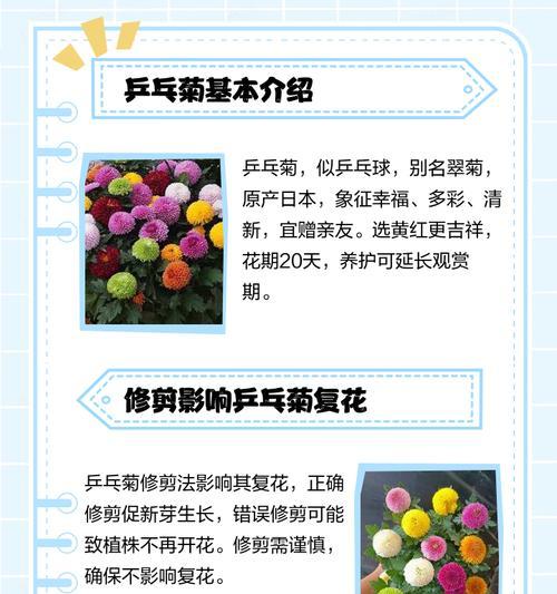 乒乓菊繁殖方法和注意事项（如何让乒乓菊茁壮成长，注意事项不可忽略）
