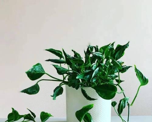 绿萝的叶子形态及特点详解（探秘绿萝叶子的奥秘，让你对绿萝更加了解）