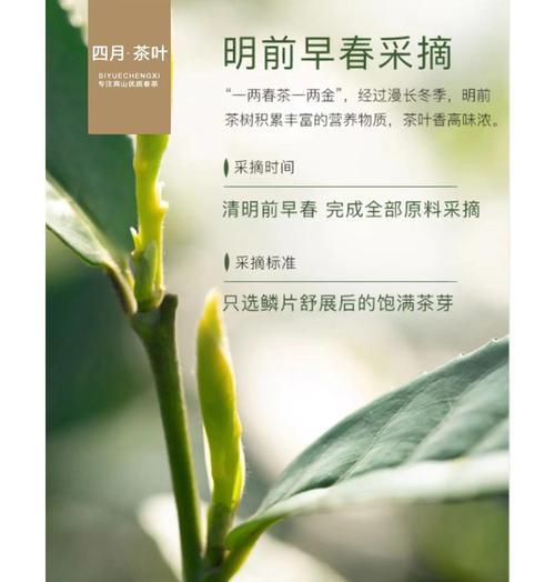 毛尖茶的采摘时间与收获季节（春茶是制作毛尖茶的最佳时期——详解毛尖茶的采摘、制作与收获）